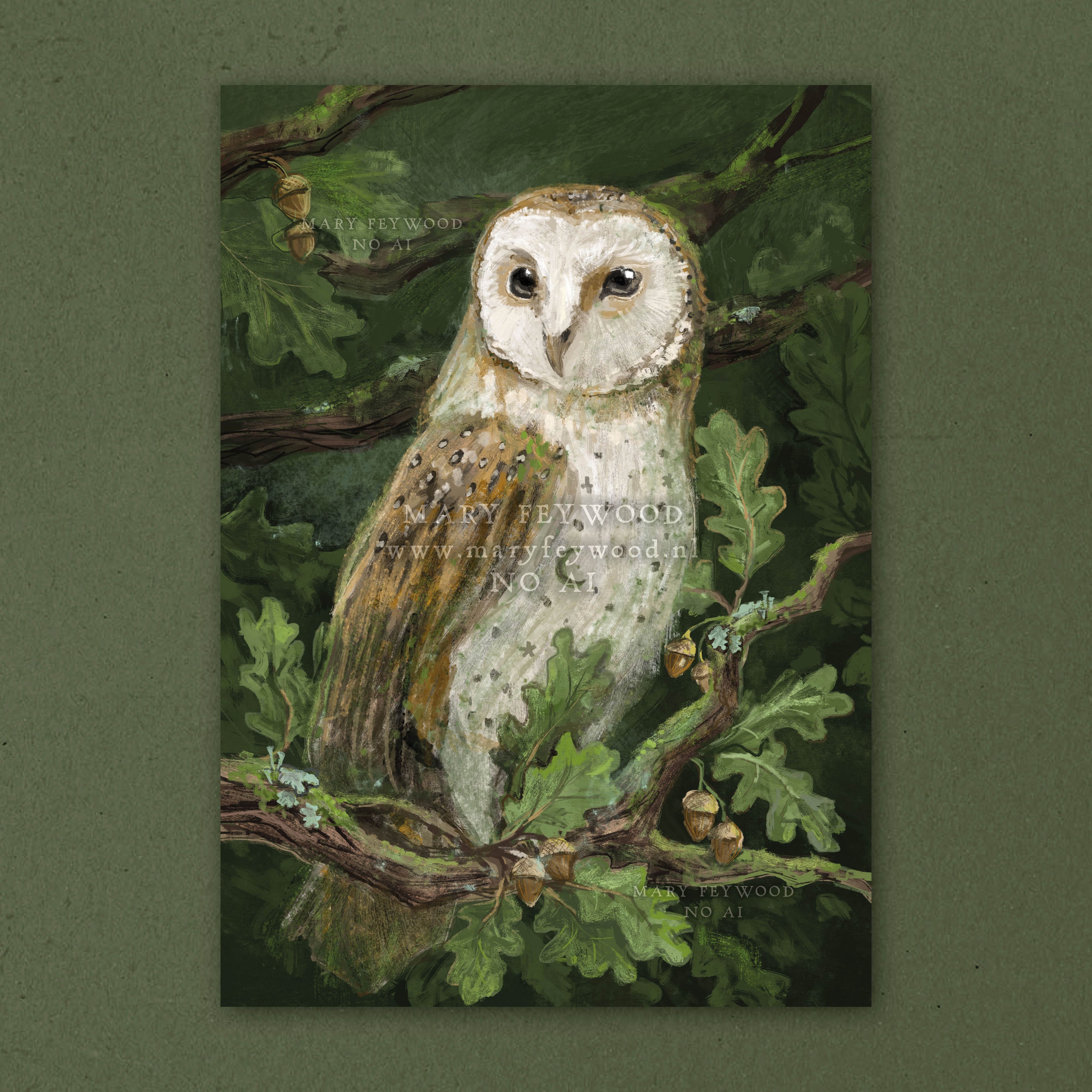 Barn owl in oak tree