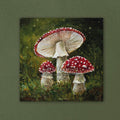 Amanita Muscaria Mushrooms
