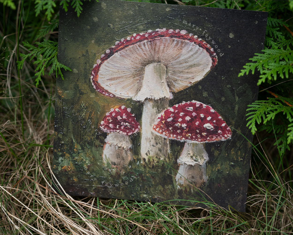 Amanita Muscaria Mushrooms