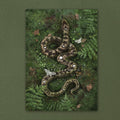 Adder (Vipera berus)